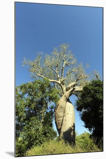 Madagascar, Morondava, Baobab Alley, Lovers Baobab, Le Baobab Amoureux-Anthony Asael-Mounted Photographic Print