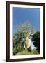 Madagascar, Morondava, Baobab Alley, Lovers Baobab, Le Baobab Amoureux-Anthony Asael-Framed Photographic Print