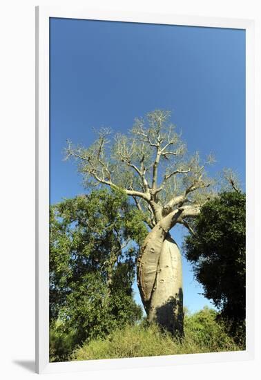 Madagascar, Morondava, Baobab Alley, Lovers Baobab, Le Baobab Amoureux-Anthony Asael-Framed Photographic Print