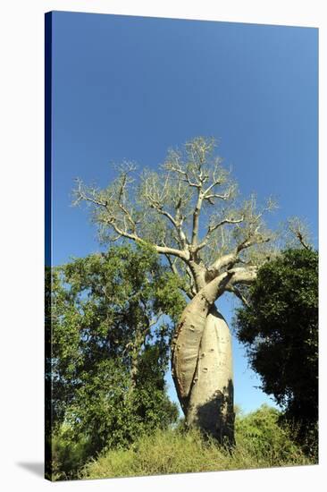 Madagascar, Morondava, Baobab Alley, Lovers Baobab, Le Baobab Amoureux-Anthony Asael-Stretched Canvas