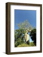 Madagascar, Morondava, Baobab Alley, Lovers Baobab, Le Baobab Amoureux-Anthony Asael-Framed Photographic Print