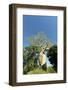 Madagascar, Morondava, Baobab Alley, Lovers Baobab, Le Baobab Amoureux-Anthony Asael-Framed Photographic Print