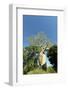 Madagascar, Morondava, Baobab Alley, Lovers Baobab, Le Baobab Amoureux-Anthony Asael-Framed Photographic Print