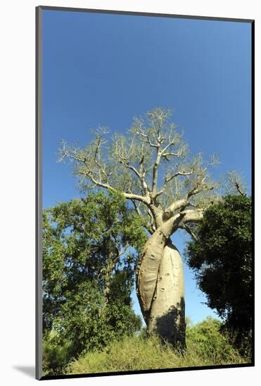 Madagascar, Morondava, Baobab Alley, Lovers Baobab, Le Baobab Amoureux-Anthony Asael-Mounted Photographic Print