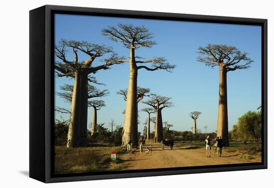 Madagascar, Morondava, Baobab Alley, Tourist Taking Pictures-Anthony Asael-Framed Stretched Canvas