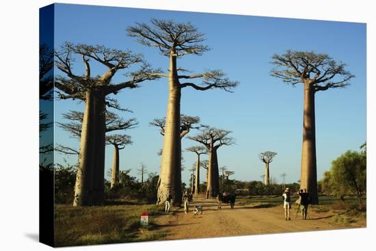 Madagascar, Morondava, Baobab Alley, Tourist Taking Pictures-Anthony Asael-Stretched Canvas