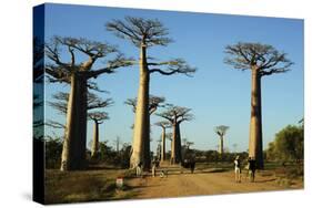 Madagascar, Morondava, Baobab Alley, Tourist Taking Pictures-Anthony Asael-Stretched Canvas