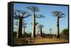 Madagascar, Morondava, Baobab Alley, Tourist Taking Pictures-Anthony Asael-Framed Stretched Canvas