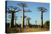 Madagascar, Morondava, Baobab Alley, Tourist Taking Pictures-Anthony Asael-Stretched Canvas