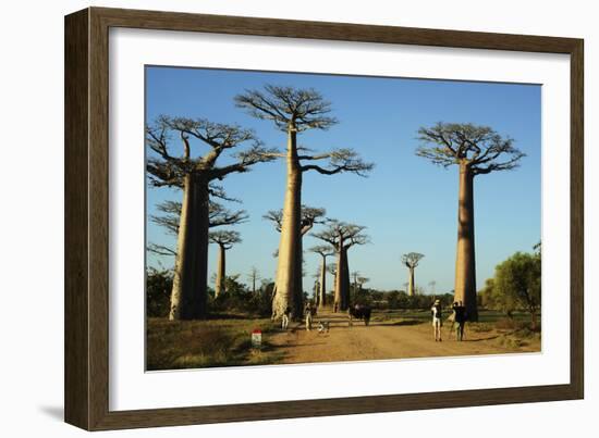 Madagascar, Morondava, Baobab Alley, Tourist Taking Pictures-Anthony Asael-Framed Photographic Print