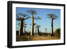 Madagascar, Morondava, Baobab Alley, Tourist Taking Pictures-Anthony Asael-Framed Photographic Print