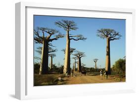 Madagascar, Morondava, Baobab Alley, Tourist Taking Pictures-Anthony Asael-Framed Photographic Print