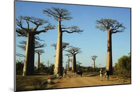 Madagascar, Morondava, Baobab Alley, Tourist Taking Pictures-Anthony Asael-Mounted Photographic Print