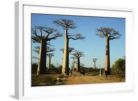 Madagascar, Morondava, Baobab Alley, Tourist Taking Pictures-Anthony Asael-Framed Photographic Print