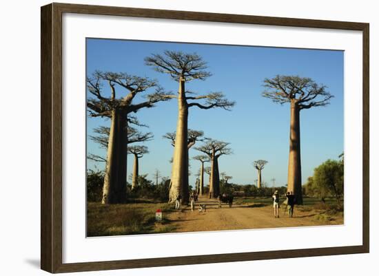 Madagascar, Morondava, Baobab Alley, Tourist Taking Pictures-Anthony Asael-Framed Photographic Print