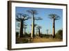 Madagascar, Morondava, Baobab Alley, Tourist Taking Pictures-Anthony Asael-Framed Photographic Print