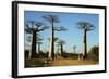 Madagascar, Morondava, Baobab Alley, Tourist Taking Pictures-Anthony Asael-Framed Photographic Print