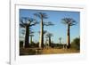 Madagascar, Morondava, Baobab Alley, Tourist Taking Pictures-Anthony Asael-Framed Photographic Print