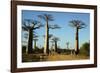 Madagascar, Morondava, Baobab Alley, Tourist Taking Pictures-Anthony Asael-Framed Photographic Print