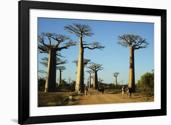 Madagascar, Morondava, Baobab Alley, Tourist Taking Pictures-Anthony Asael-Framed Photographic Print