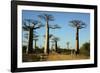 Madagascar, Morondava, Baobab Alley, Tourist Taking Pictures-Anthony Asael-Framed Photographic Print