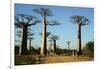 Madagascar, Morondava, Baobab Alley, Tourist Taking Pictures-Anthony Asael-Framed Photographic Print