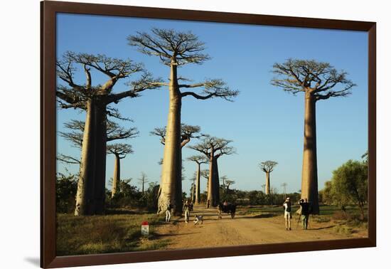 Madagascar, Morondava, Baobab Alley, Tourist Taking Pictures-Anthony Asael-Framed Photographic Print