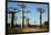 Madagascar, Morondava, Baobab Alley, Tourist Taking Pictures-Anthony Asael-Framed Photographic Print