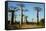 Madagascar, Morondava, Baobab Alley, Tourist Taking Pictures-Anthony Asael-Framed Stretched Canvas