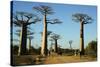 Madagascar, Morondava, Baobab Alley, Tourist Taking Pictures-Anthony Asael-Stretched Canvas