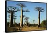 Madagascar, Morondava, Baobab Alley, Tourist Taking Pictures-Anthony Asael-Framed Stretched Canvas