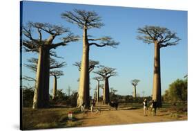 Madagascar, Morondava, Baobab Alley, Tourist Taking Pictures-Anthony Asael-Stretched Canvas