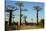 Madagascar, Morondava, Baobab Alley, Tourist Taking Pictures-Anthony Asael-Stretched Canvas