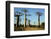 Madagascar, Morondava, Baobab Alley, Tourist Taking Pictures-Anthony Asael-Framed Premium Photographic Print