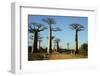 Madagascar, Morondava, Baobab Alley, Tourist Taking Pictures-Anthony Asael-Framed Premium Photographic Print