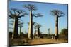 Madagascar, Morondava, Baobab Alley, Tourist Taking Pictures-Anthony Asael-Mounted Premium Photographic Print