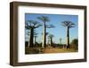 Madagascar, Morondava, Baobab Alley, Tourist Taking Pictures-Anthony Asael-Framed Photographic Print