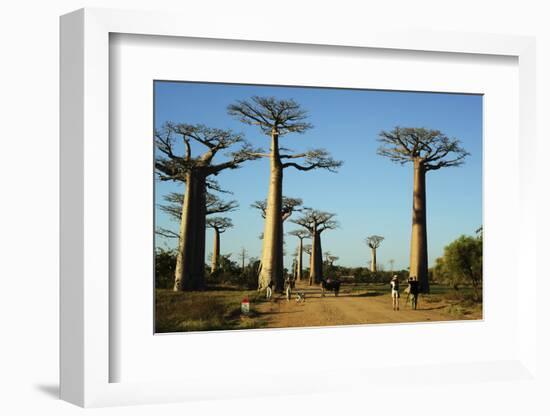 Madagascar, Morondava, Baobab Alley, Tourist Taking Pictures-Anthony Asael-Framed Photographic Print