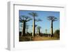 Madagascar, Morondava, Baobab Alley, Tourist Taking Pictures-Anthony Asael-Framed Photographic Print