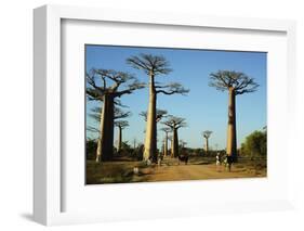 Madagascar, Morondava, Baobab Alley, Tourist Taking Pictures-Anthony Asael-Framed Photographic Print