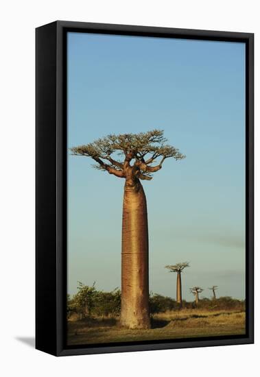 Madagascar, Morondava, Baobab Alley, View on Adansonia Grandidieri-Anthony Asael-Framed Stretched Canvas
