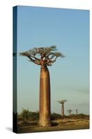 Madagascar, Morondava, Baobab Alley, View on Adansonia Grandidieri-Anthony Asael-Stretched Canvas