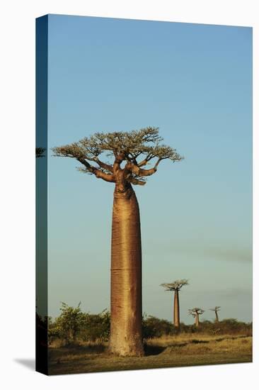 Madagascar, Morondava, Baobab Alley, View on Adansonia Grandidieri-Anthony Asael-Stretched Canvas