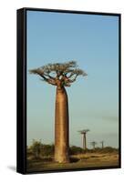 Madagascar, Morondava, Baobab Alley, View on Adansonia Grandidieri-Anthony Asael-Framed Stretched Canvas