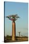 Madagascar, Morondava, Baobab Alley, View on Adansonia Grandidieri-Anthony Asael-Stretched Canvas