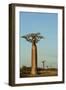 Madagascar, Morondava, Baobab Alley, View on Adansonia Grandidieri-Anthony Asael-Framed Photographic Print