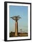 Madagascar, Morondava, Baobab Alley, View on Adansonia Grandidieri-Anthony Asael-Framed Photographic Print