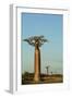 Madagascar, Morondava, Baobab Alley, View on Adansonia Grandidieri-Anthony Asael-Framed Photographic Print