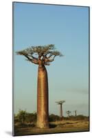 Madagascar, Morondava, Baobab Alley, View on Adansonia Grandidieri-Anthony Asael-Mounted Photographic Print