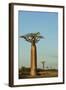 Madagascar, Morondava, Baobab Alley, View on Adansonia Grandidieri-Anthony Asael-Framed Photographic Print